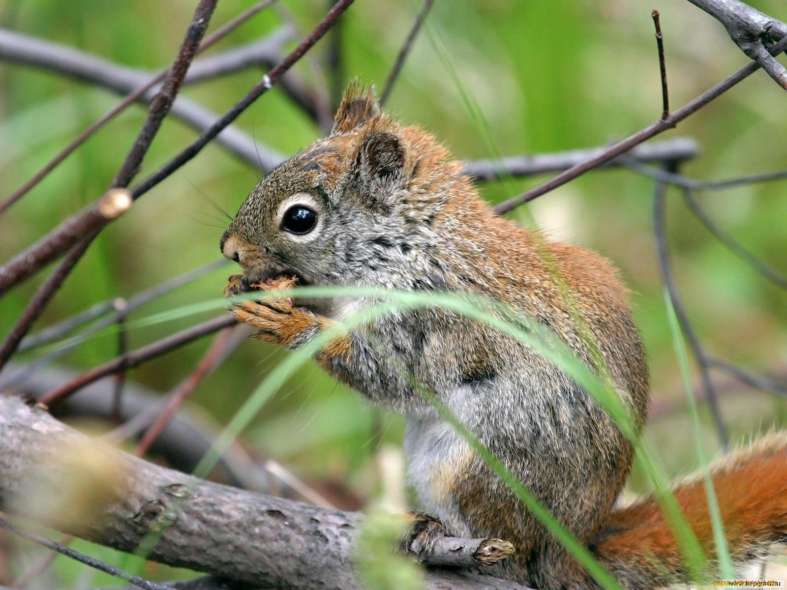 Мир животных белки. Особь животного белка. Чипыж животное. Squirrel b5 dp18. Squirrel b3 Plus.